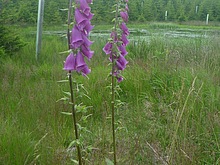 Lanovka - Celnice - pod Voseckou boudou - Krakono�ova sn�dan� - Mumlavsk� vodop�dy