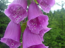 Lanovka - Celnice - pod Voseckou boudou - Krakono�ova sn�dan� - Mumlavsk� vodop�dy