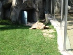 Liberec - ZOO - Liberec - ZOO, Aquapark Babylon (foto 3)