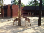 Liberec - ZOO (foto 8)